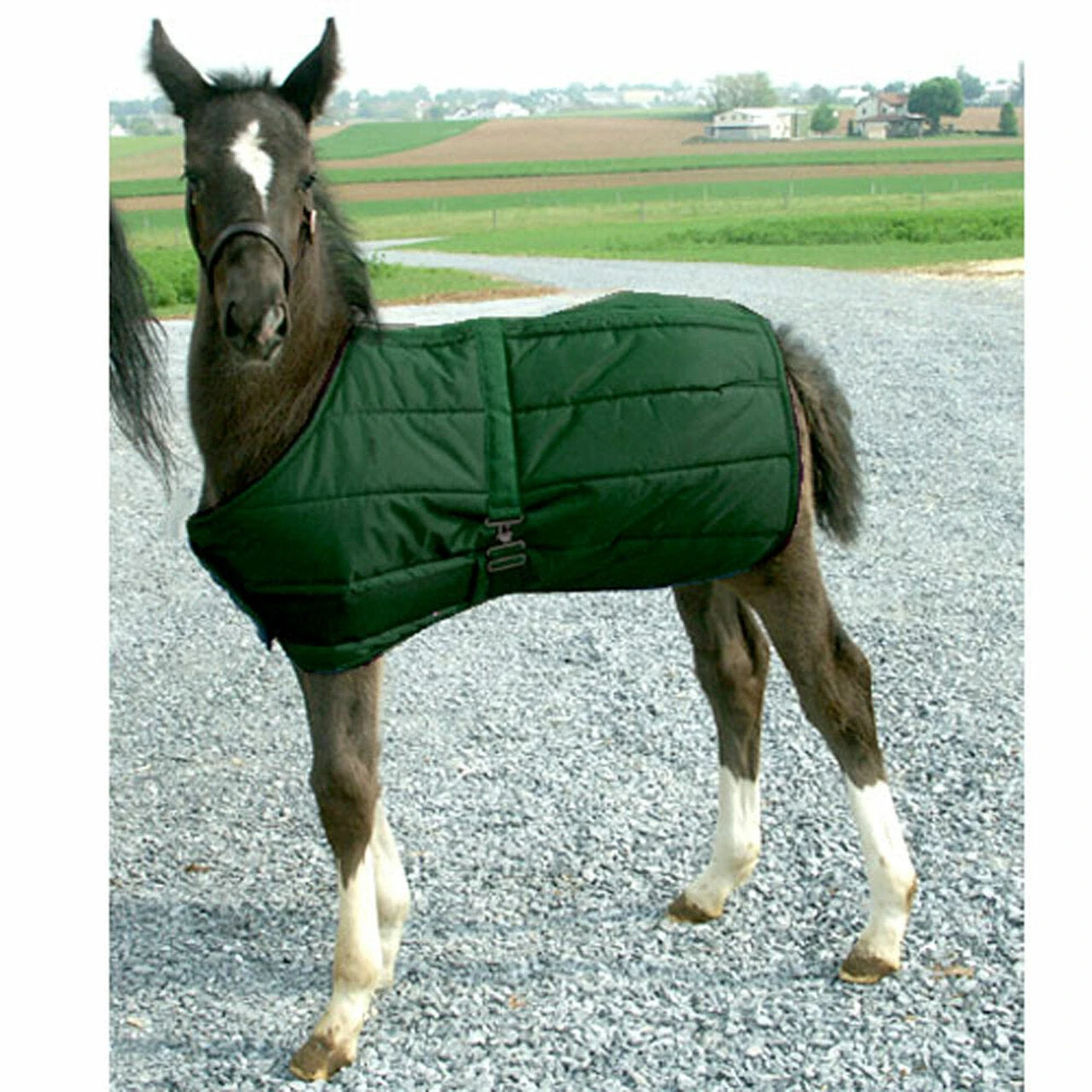 Foal Blanket