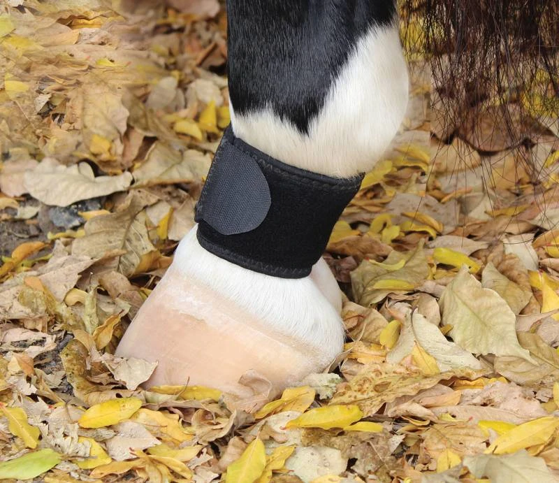 Professional Choice VenTech Pastern Wrap